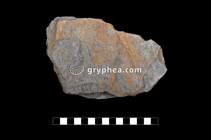 Schiste lustré - échantillon (Col Agnel, Alpes) - gryphea.org